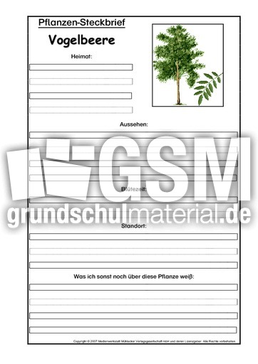 Pflanzensteckbrief-Vogelbeere.pdf